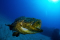 Goliath grouper  gardens of the queen cuba