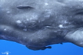 CACHALOT   Physeter macrocephalus
Mauritois 2023