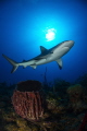 Caribbean reef shark  gardens of the queen  Cuba.