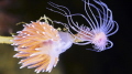 Coldwater nudibranch Coryphella is willing to eat a hydrozoan polyp Tubularia Indivisa 