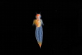 Beautiful sea nudibranch Clione limacina  or Sea Angel .