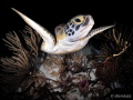 I spotted this Green Sea Turtle during a night dive. At the time, I was set up for macro photography. I quickly screwed on my wet lens, positioned the strobes and swam in front of the turtle. He was curious and swam right up to the camera!