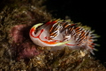 Phidiana militaris nudibranch_Nov 2024
(CanonEF60, 1/200,f16,iso100)