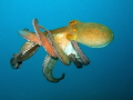 Octopus vulgaris