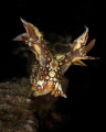 Bornella anguilla ( snakey bornella) nudibranch_February 2024
(Canon EF100,1/200,f16,iso100)