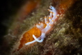 Samla bicolor nudibranch. The cerata have subapical orange band.  Oral tentacles have flattened tips.  Attains 12 mm  .  Formerly known as Flabellina bicolor.  It can easily be found in Indo Pacific ocean_Jan 2024
 CanonEF100 1/200 f16 iso100 