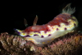 Goniobranchus collingwoodi nudibranch_February 2024
(CanonEF100,1/200,f16,iso100)