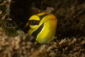 Hector's goby_December 2024
(CanonEF60,1/200,f16,iso100)