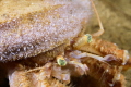 Pagurus pubescens hermit crab covered in little scyphystoma polyps (polyps which produce medusae)