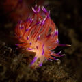 Red Flabellina nudibranch_Nov 2024
(CanonEF60,1/200,f18,iso100)