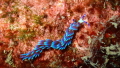 Blue Dragon Nudibranch found in the Andaman Sea. 
Dive site was in Koh Tachai Bay, shallow night dive. 
I just love the colors. What a beautiful creature !