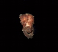 Blackwater Seahorse