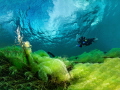 The image shows an underwater shot in which a diver can be seen in a clear water environment. The scene is characterized by green vegetation and slime angels that cover the ground and individual branches. The water has an intense  turquoise blue colo