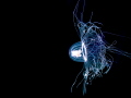 Jellyfish   Oceania armata