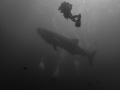 Whale shark at Princess Alice Seamount