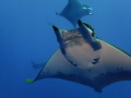 Mobula at Princess Alice Seamount