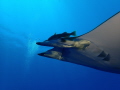 Mobula at Princess Alice Seamount