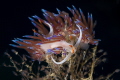 Cratena nudibranchs_September 2024
 CanonEF100 1/200 f16 iso100 