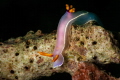 Hypselodoris bullokii_January 2025
 CanonEF60 1/200 f22 iso100 