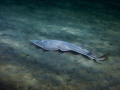 Blackchin Guitarfish   Glaucostegus cemiculus  formerly Rhinobatos cemiculus 