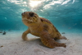 I took this photo of a loggerhead sea turtle freediving off the coast of Belize. Shot with a Sony 6700 in a nauticam housing.