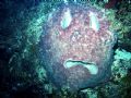 Trick or Treat. This sponge that masquerades as a pumpkin is completely natural. It is 80' down on the East End wall, Cayman Islands. Happy Halloween!