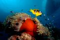 Clownfish & anenome wide angle shot with boat on surface - taken on a deep south trip this year - D70, 14mm and single DS50.