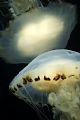 Compass Jellyfish - Trearddur bay, North Wales, UK.
Nikon D70s, 60mm, twin strobes.
I overlooked this shot, taken as part of an on the day competition.
Now i've looked again i really like it, especially with the reflection!!