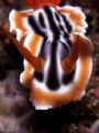 Chromodoris quadricolor taken in Puerto Galera.