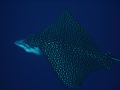 If this spotted eagle ray was any closer I would have introduced myself. I got several shots, but I feel this one was the best of the lot.