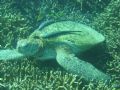 Taken In tioman, Green Turtle resting...