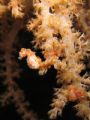 Pigmy sea horse - You can also see he's pregnant! - The picture was taken at night - Central Sulawesi