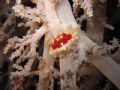 Small crab, it looks like a jewel... on a soft coral - Pictura taken during night dive - Central Sulawesi