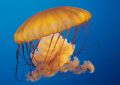 Jellyfish at the Ripley's Aquarium of the Smokies