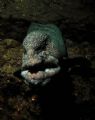 'Grandpa Wants a Kiss' Wolf eel at Day Island Wall, Tacoma, WA, Puget Sound. Taken with a Nikon D70 w/ 18-70mm wide angle lens