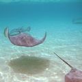 ballet of rays in the lagoon of Moorea, south Pacific