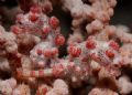 North sulawesi - Lembeh Straight.
Two Pigmy seahorses showing each other their back, probably just cought after an argument... :-)