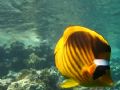 Curious Butterflyfish