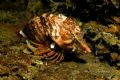 'Grunt Sculpin' Redondo Beach, Puget Sound, Washington