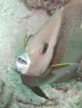 Mr. DeMille, I am ready for my close up. DC 500 in natural light at about 35 ft in Key Largo. This angel was a very curious when I was looking around this reef.