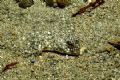 'Master of Camouflage' Owens Beach, Puget Sound, Washington State