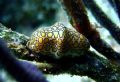 Flamingo Tongue
Key Largo, Florida (Snapper Ledge)
Canon SD500 + Inon UCL-165AD Macro lens