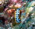 Nudibranch
Key Largo, Florida
Canon SD500 + Inon UCL-165AD Macro lens