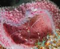 This Banded Coral Shrimp found a color coordinated home in the Azure Sponge. Bonaire, Canon 20D.