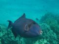 Blue triggerfish guarding a nest.