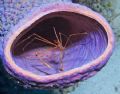 Yellowline Arrow Crab, Bonaire.