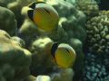 A pair of Exquisite butterflyfish.