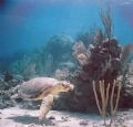 flying nassau sealife reefmaster