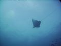 spotted eagle ray in roatan. dc500