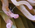 Anemone Shrimp hanging out in Bonaire.
